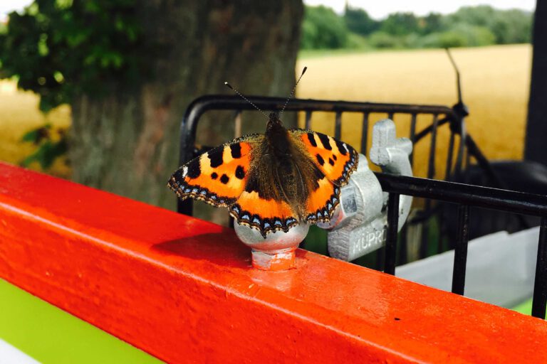 Schmetterling auf dem Gruppenfahrrad